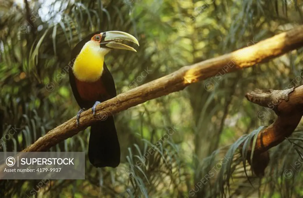 Red-breasted Toucan (Ramphastos dicolorus), Brazil