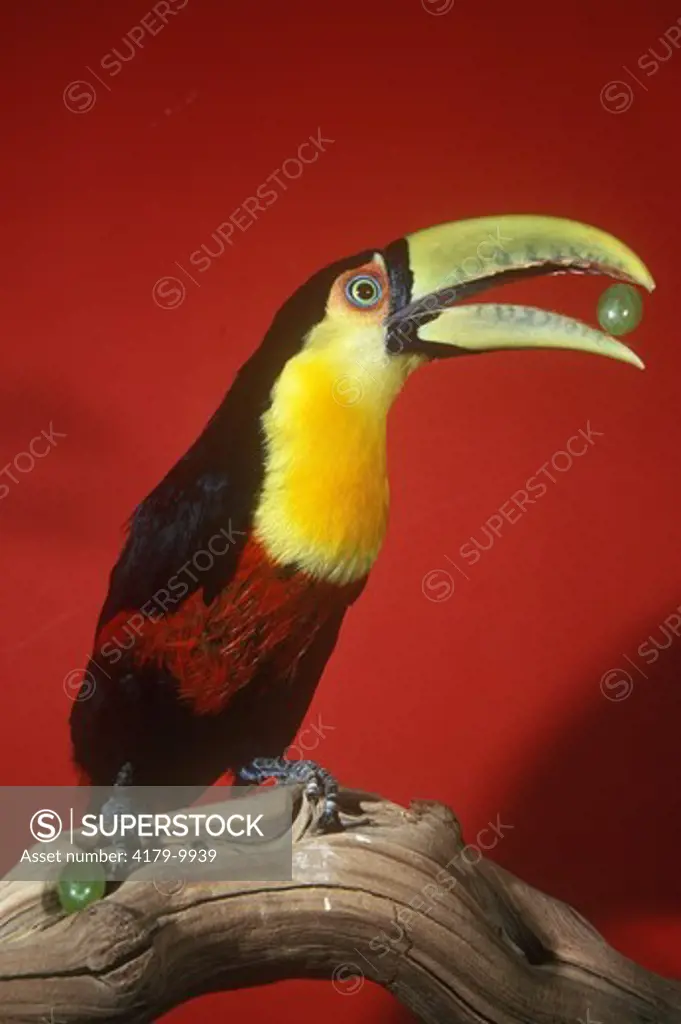 Red-breasted Toucan (Ramphastos dicolorus) with Grape in mouth