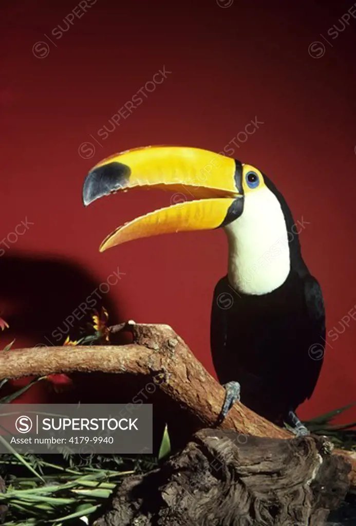 Toco toucan (Ramphastos toco) Mexico to S. America