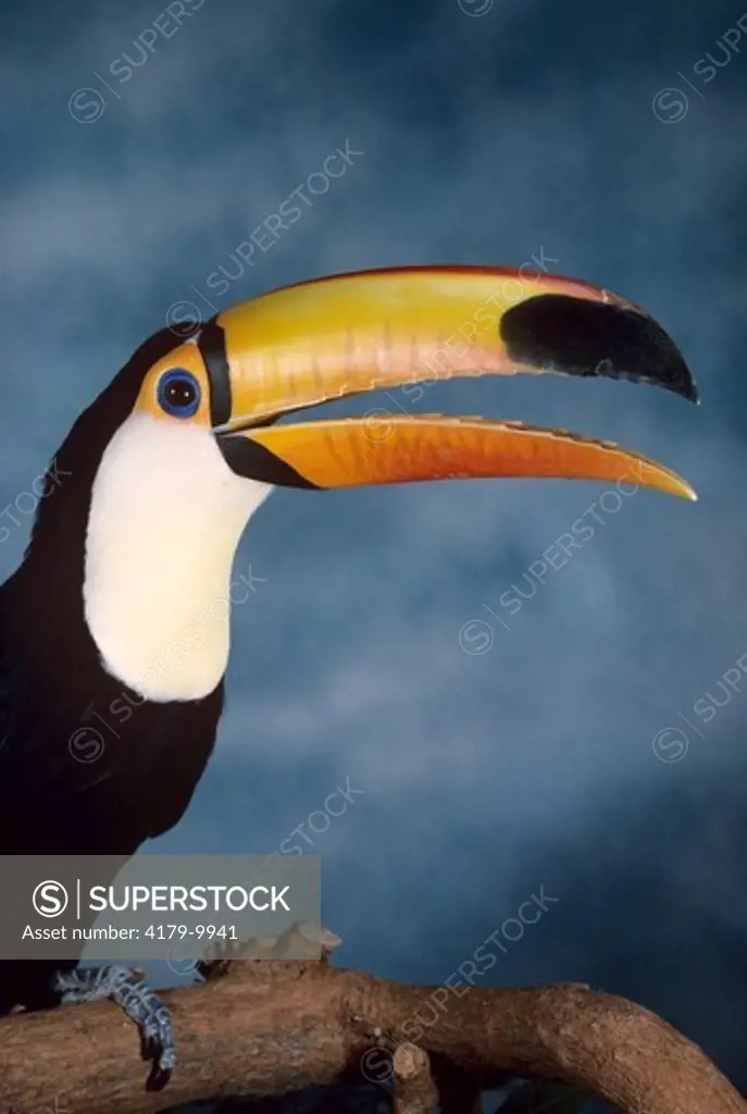 Toco Toucan (Ramphastidae) S. America