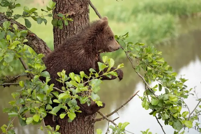 Eurasian Brown Bear Cub   (Ursus arctos arctos) watching from tree