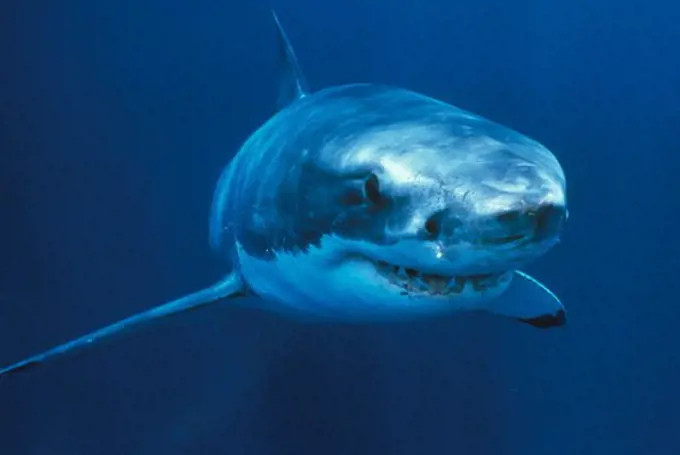 Great White Shark, Australia