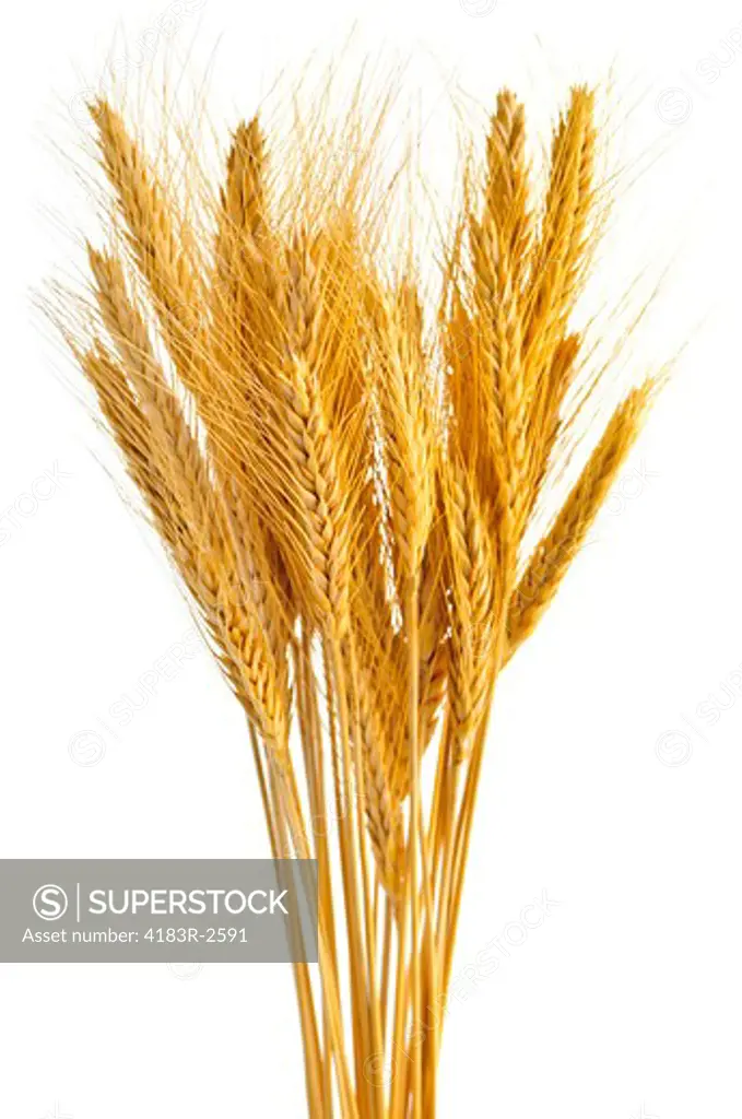 Stalks of golden wheat grain isolated on white background