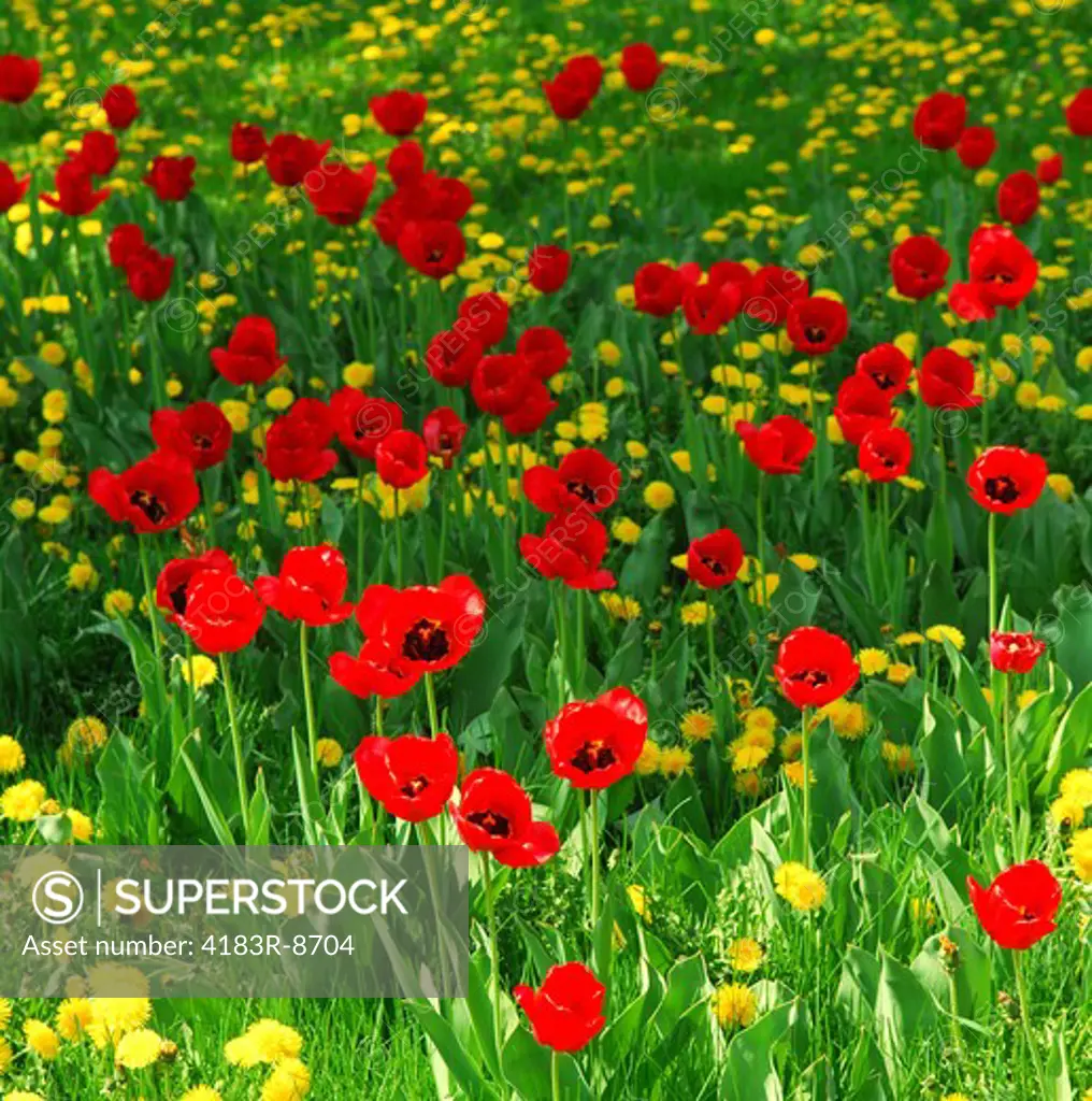 Red tulips and yellow dandelions blooming in a spring field
