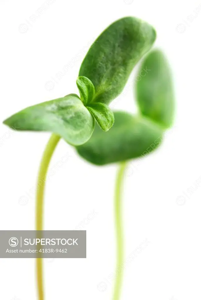 Young sprouts of sunflower plant isolated on white background