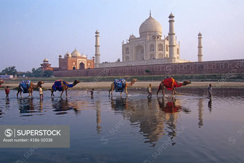 Camels In Yamuna River Taj Mahal Agra India