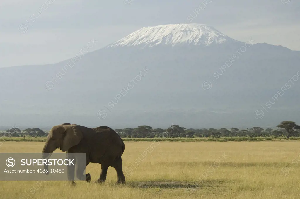 Elephant Walking In Plains Of Amboseli National Park Mount Kilimanjaro In Background Kenya Africa