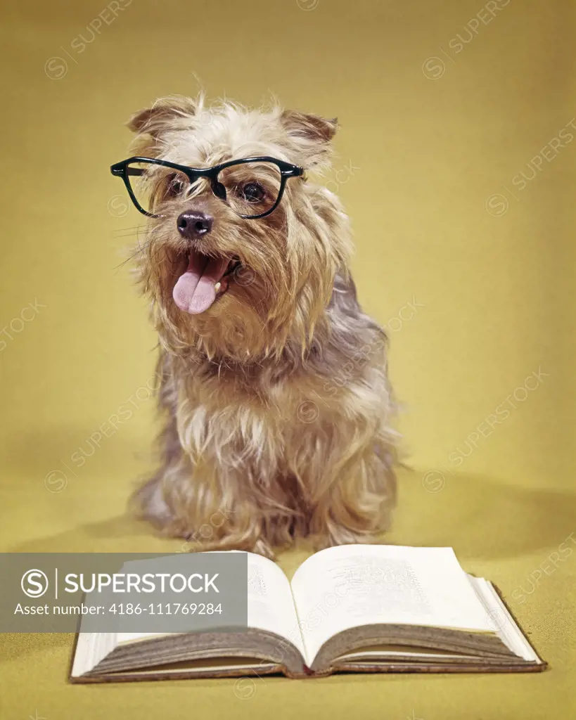 1960s A SHAGGY DOG WEARING EYEGLASSES WITH BOOK LOOKING AT CAMERA  - dogs