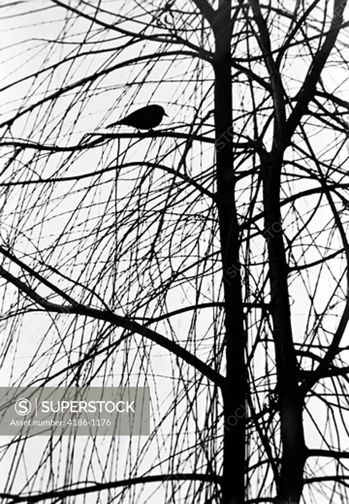 1970S Silhouette Of Bird Perched On Tree Branch