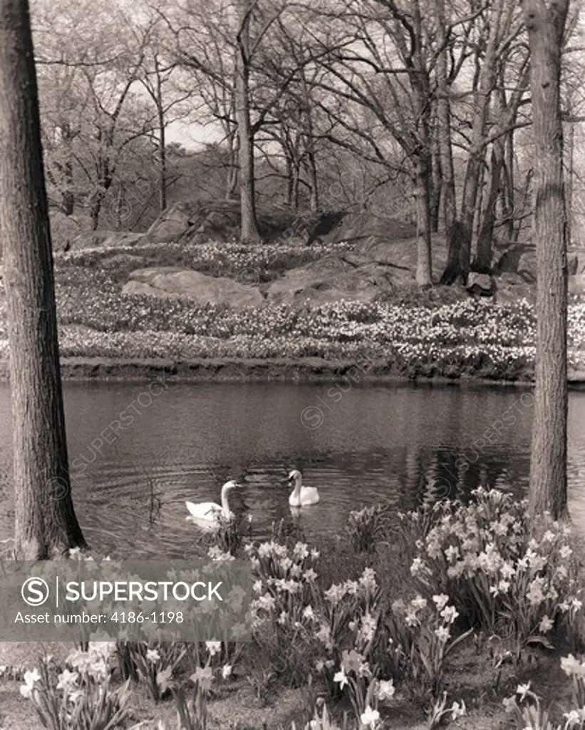 1960S 1970S Spring Landscape Pond Lake Daffodils Swans Swan