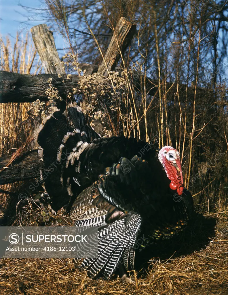 Autumn Scene With Male Tom Turkey Full Display Of Feathers