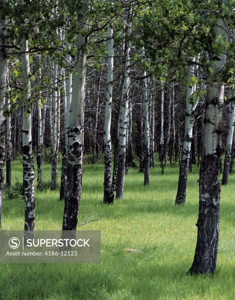 A Stand Of Aspen Trees
