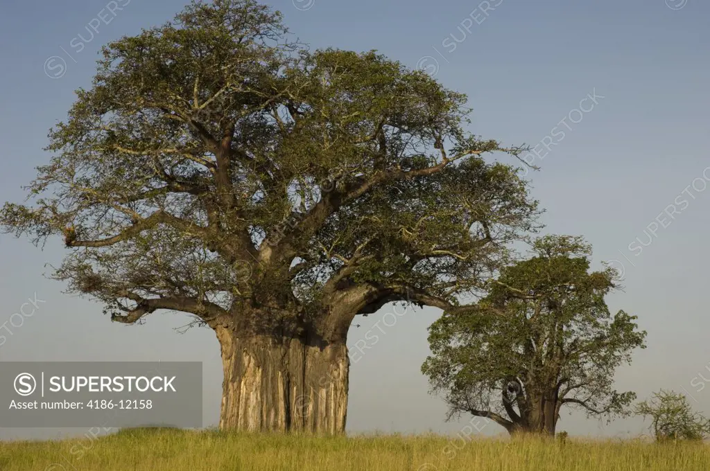 Baobab Trees In Tarangire National Park Tanzania Africa