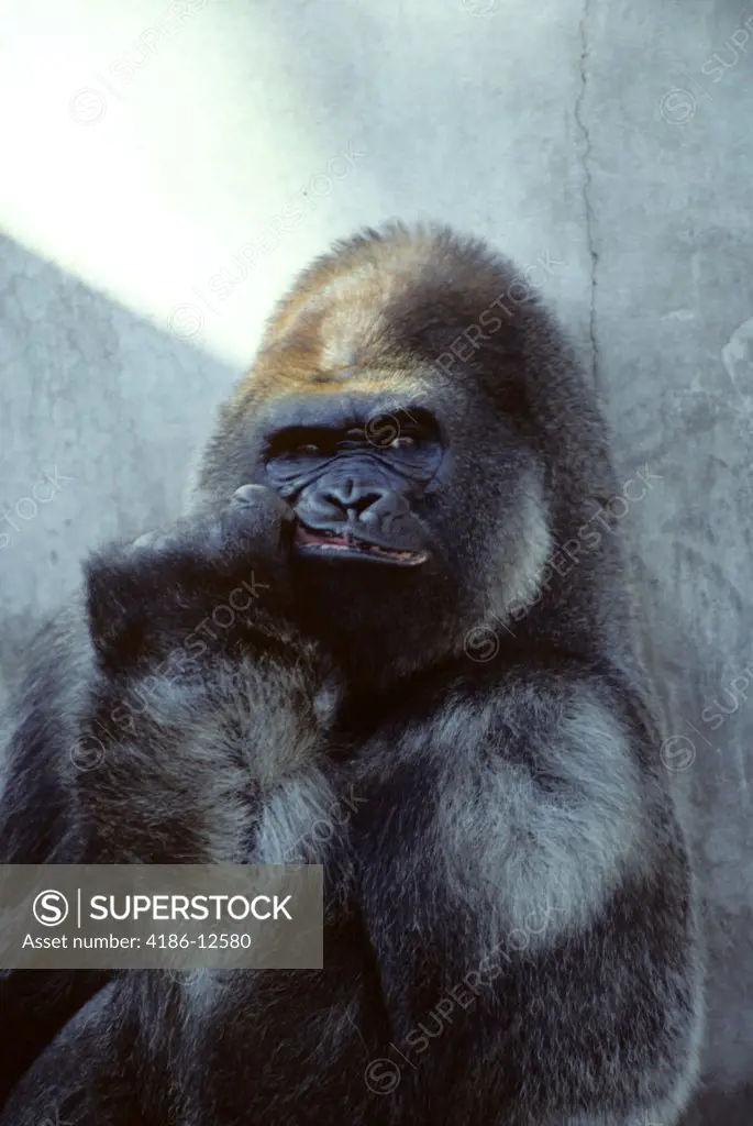 Portrait Of Male Gorilla Gorilla Gorilla