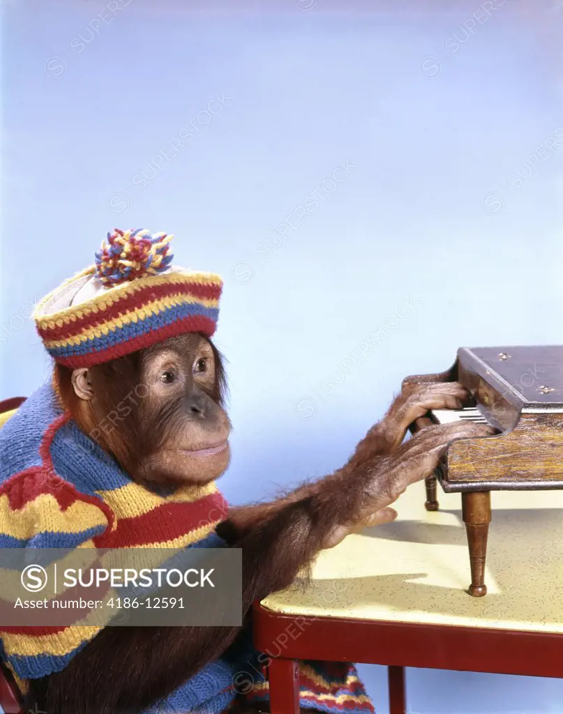 1960S Orangutan Wearing Striped Knit Dress And Hat Playing Toy Piano