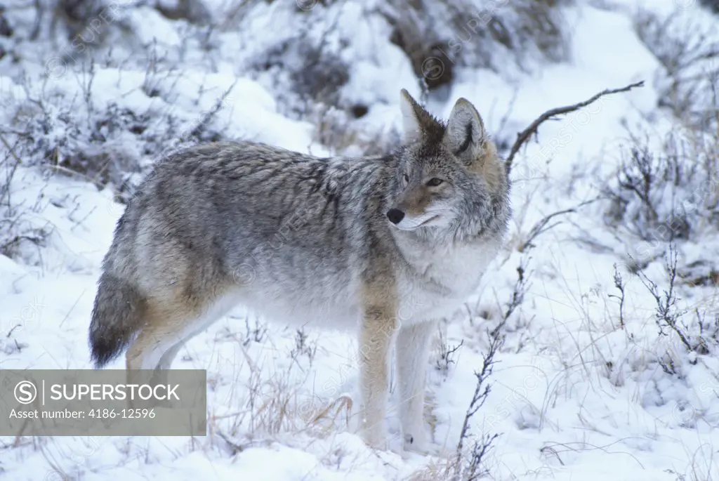 Coyote In Winter Snow