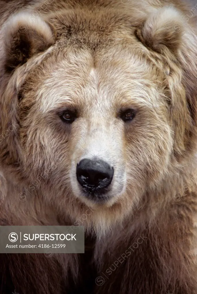 Face Of Brown Bear Black Bear Variation Ursus Americanus North America