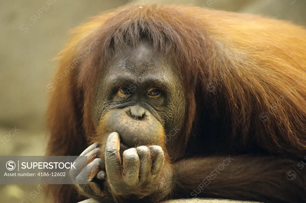 Orangutan With Thoughtful Sad Facial Expression