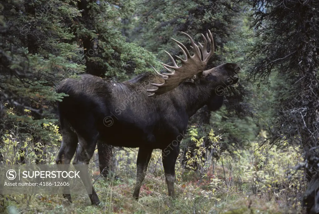 Alaskan Bull Moose Alces Alces Gigas