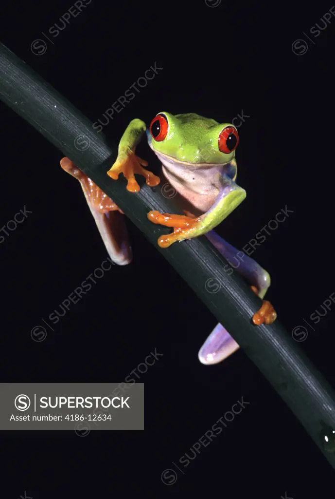 Red-Eyed Tree Frog Agalychnis Callidryas Central America