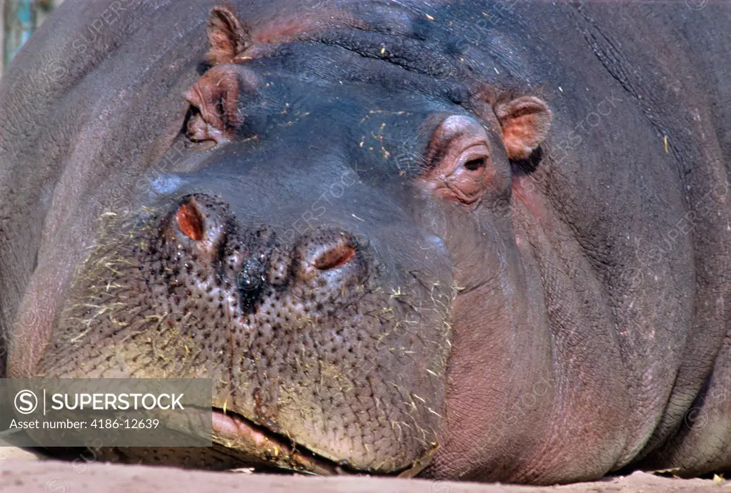 Close-Up Portrait Of Hippopotamus Hippopotamus Amphibius