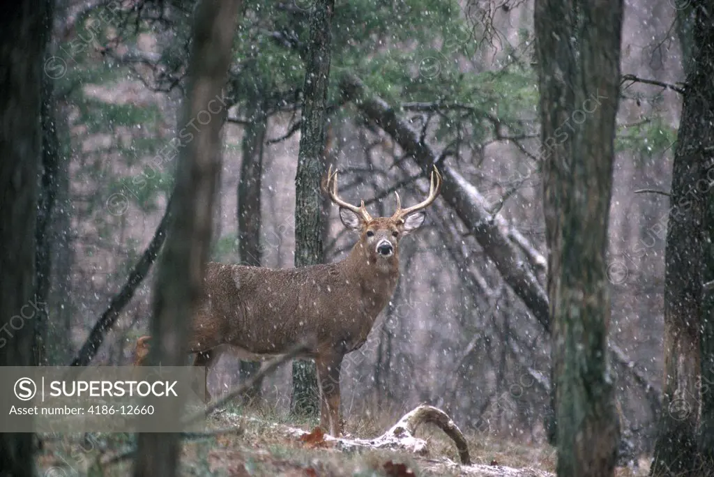 Eight Point White-Tail Deer Odocoileus Virginianus Buck In Snowstorm