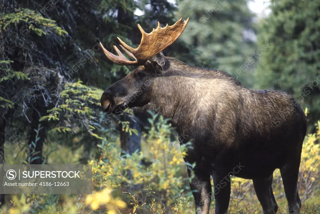 Bull Moose Denali National Park Ak