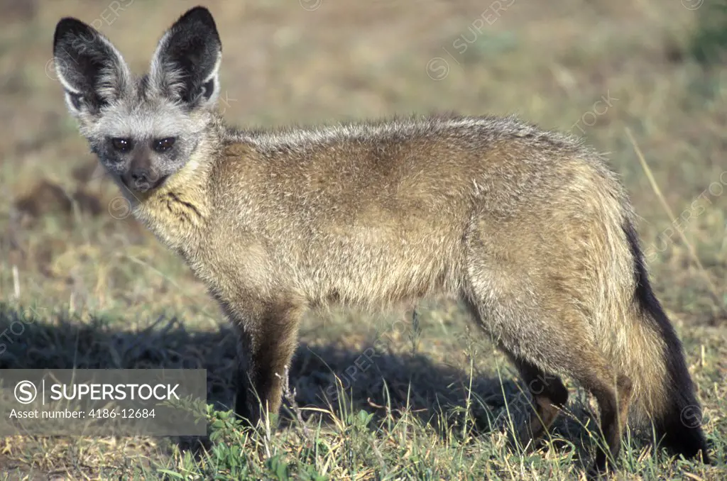 Bat-Eared Fox Standing In Plains Kenya, Africa