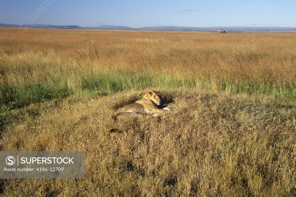Masai Mara Game Reserve, Kenya Lion Panthera Leo Sleeping In Nest On Mound