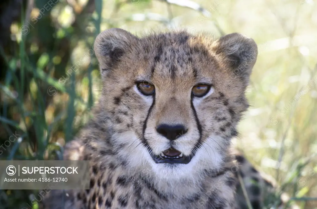 Kenya Masai Mara National Reserve Cheetah Cub Shade Bushes