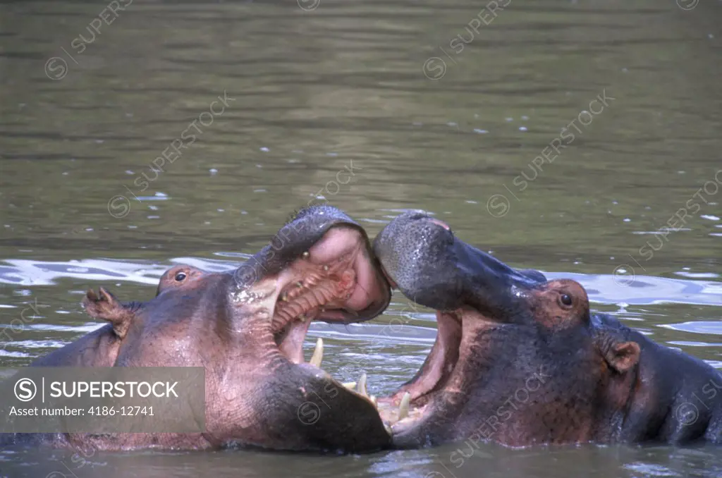 Kenya Masai Mara National Reserve Hippos Sparring Mouths Open Touching