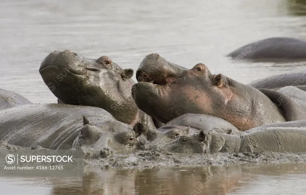 Group Of Hippos In Water Serengeti National Park Tanzania Africa