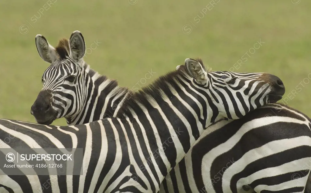 Burchells Zebras Standing With Their Heads On Each Others Back Serengeti National Park Tanzania Africa