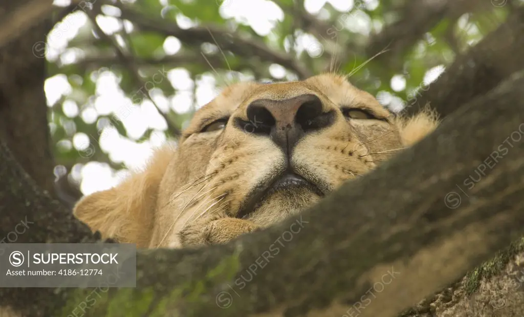 Close-Up Looking Up At Lion Head Resting On Tree Branch Lake Manyara National Park Tanzania Africa