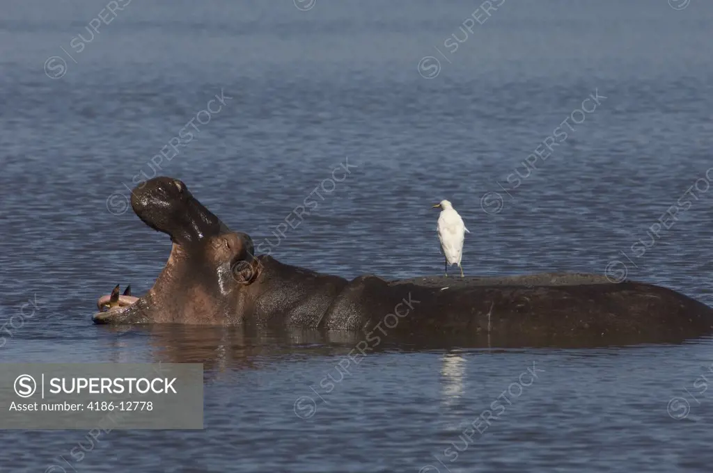 Open Mouthed Hippopotamus In Blue Water With White Bird On Back Lake Nakuru Kenya Africa
