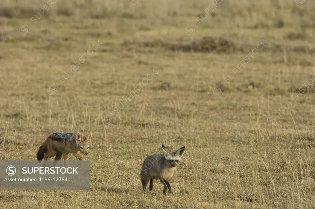 Jackal Chasing Bat-Eared Fox Serengeti Tanzania Africa