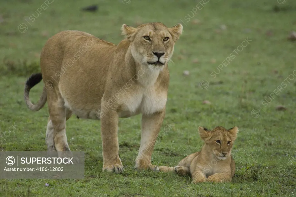 Lioness And Lion Cub Masai Mara National Reserve Kenya Africa