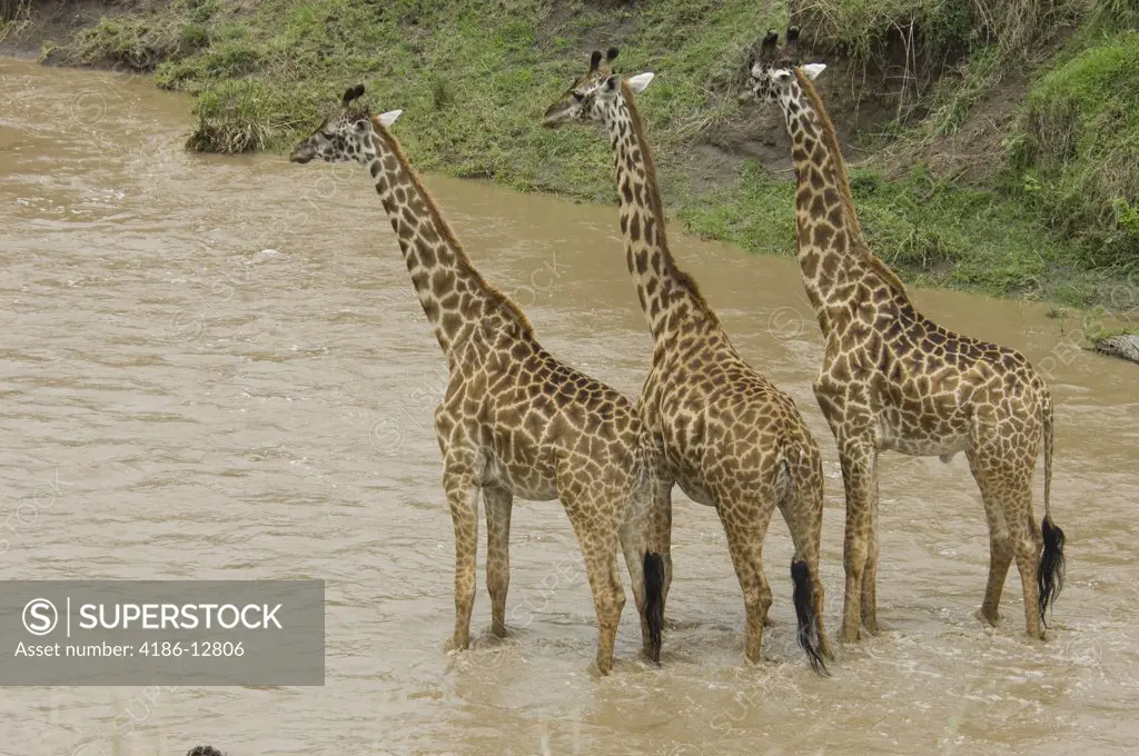 Three Masai Giraffes Standing In River Water Masai Mara National Reserve Kenya Africa