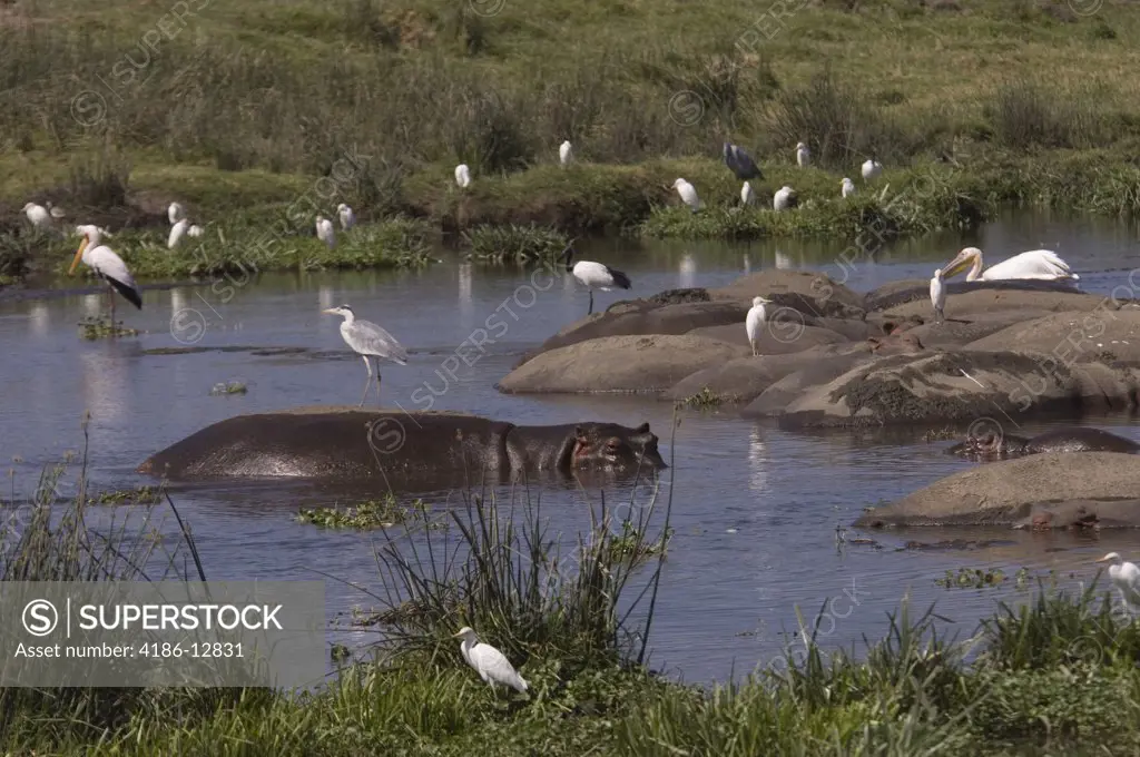 Hippo In Water With Birds Cranes Egrets Ngorongoro Tanzania Africa