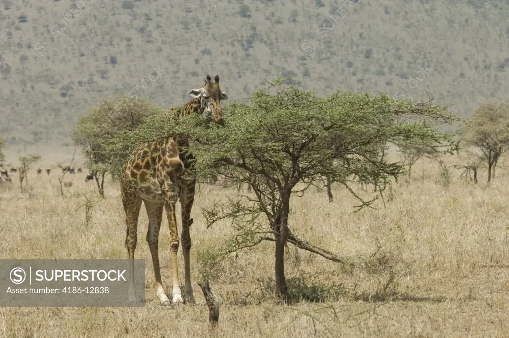 Giraffe Eating Top Leaves Of Small Acacia Tree Serengeti Tanzania Africa