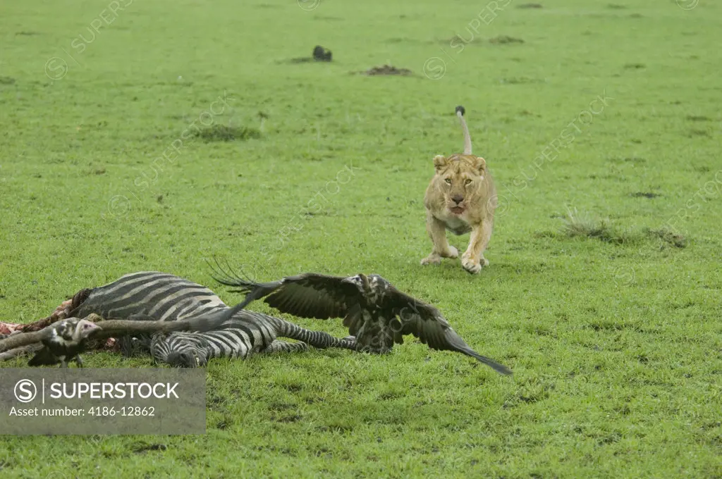 Lioness Chasing Vulture Away From Zebra Carcass Masai Mara National Reserve Kenya Africa