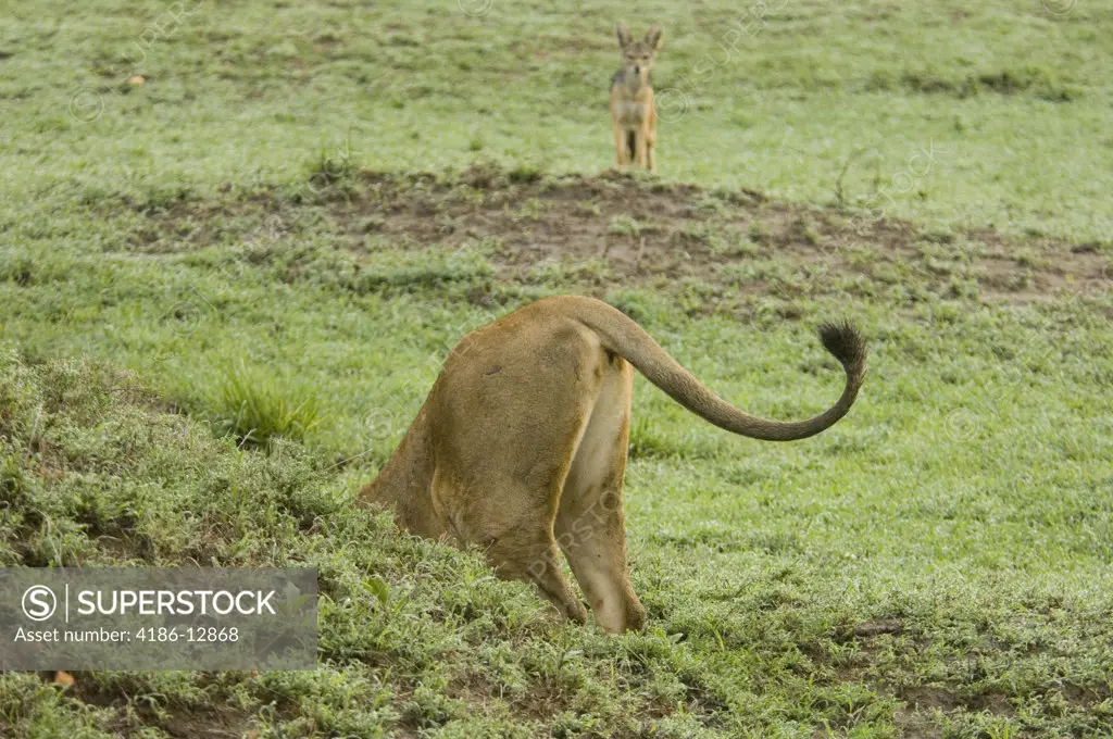 Humorous Image Of Lion Rear End Tail Sticking Out From Mound As Jackal Looks On In Background Masai Mara Kenya Africa