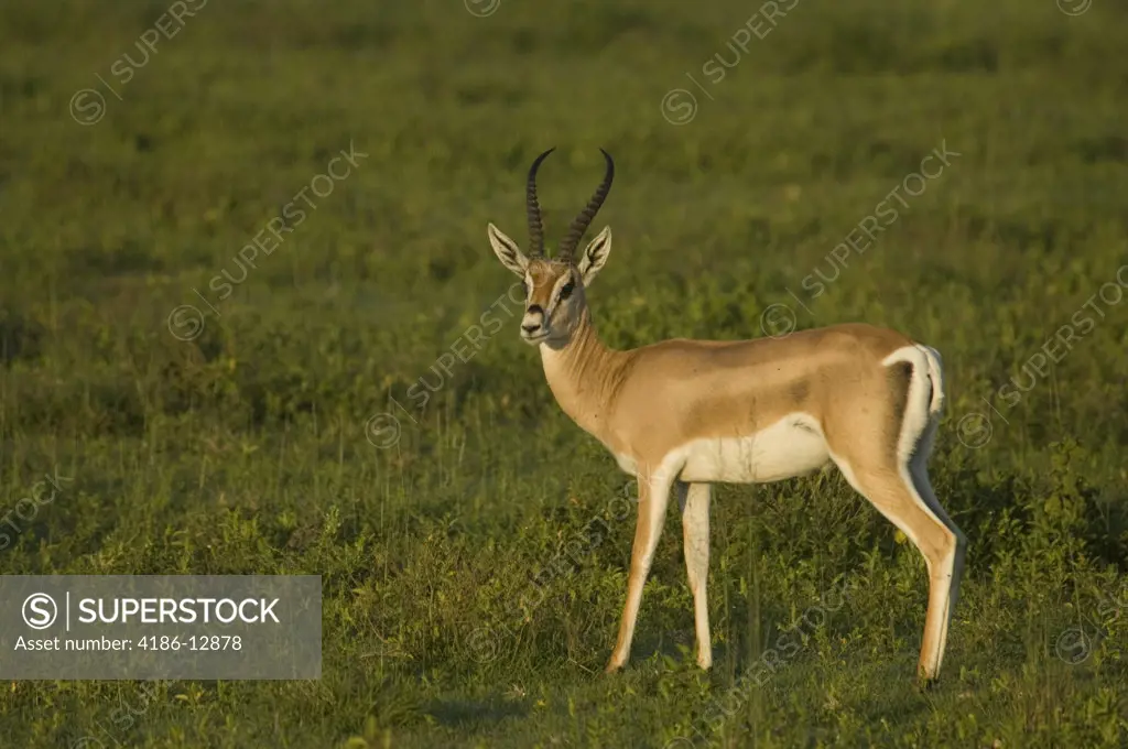 Grant'S Gazelle Standing In Plains Serengeti National Park Tanzania Africa