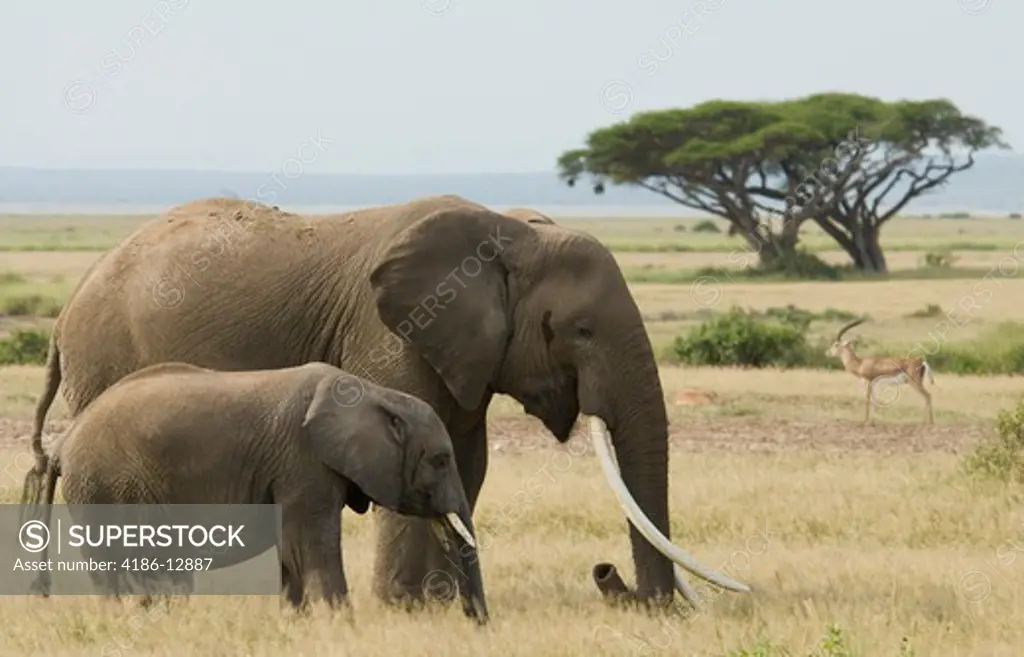 Elephant With Large Tusks And Younger One Loxodonta Africana Amboseli National Park Kenya Africa