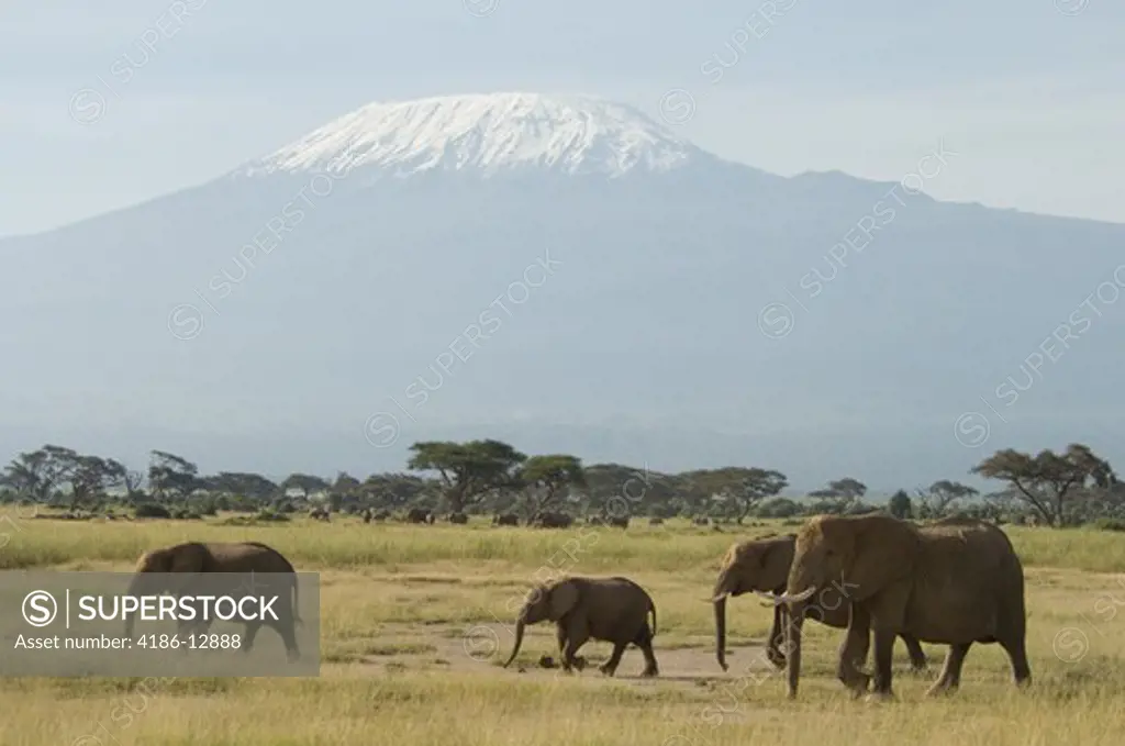 Elephants Walking In Front Of Mount Kilimanjaro Amboseli National Park Kenya Africa