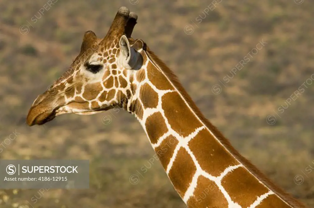 Reticulated Giraffe Head Shot Samburu National Reserve Kenya Africa