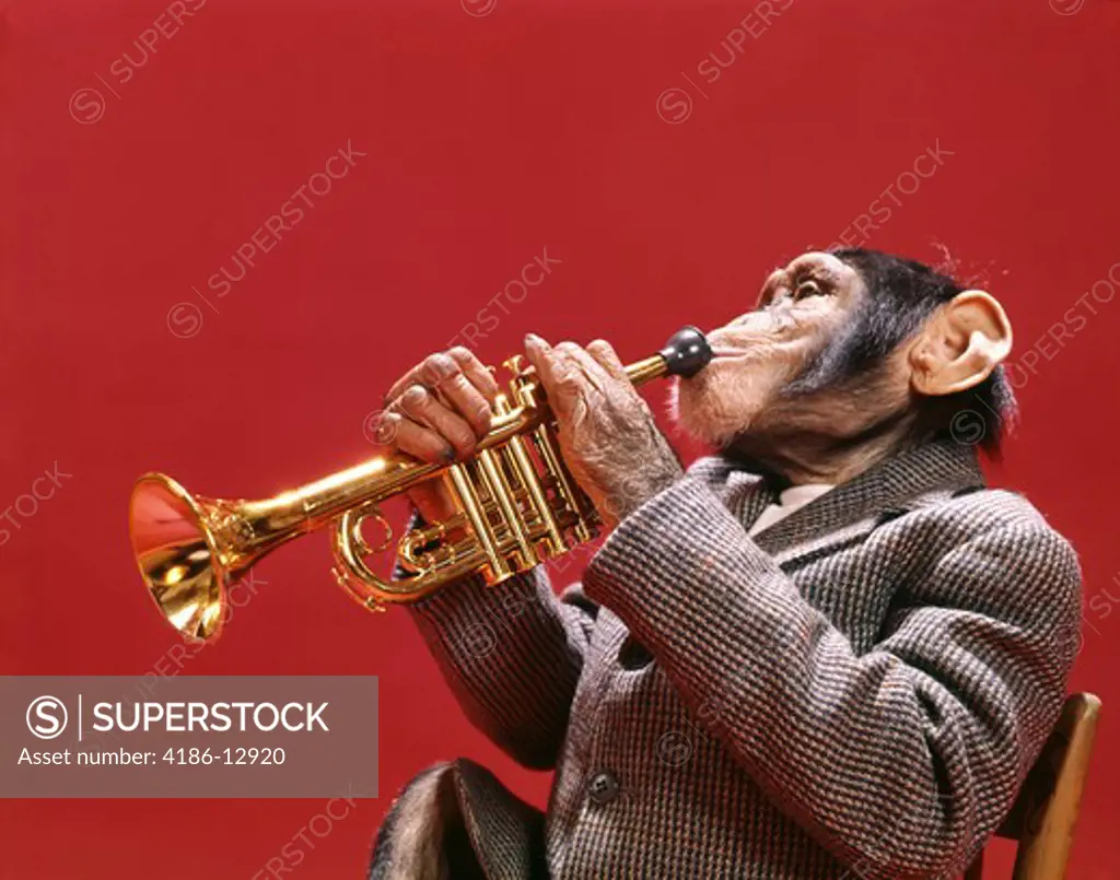 1960S 1970S Chimpanzee Wearing Sport Jacket Playing Jazz Trumpet Musical Instrument