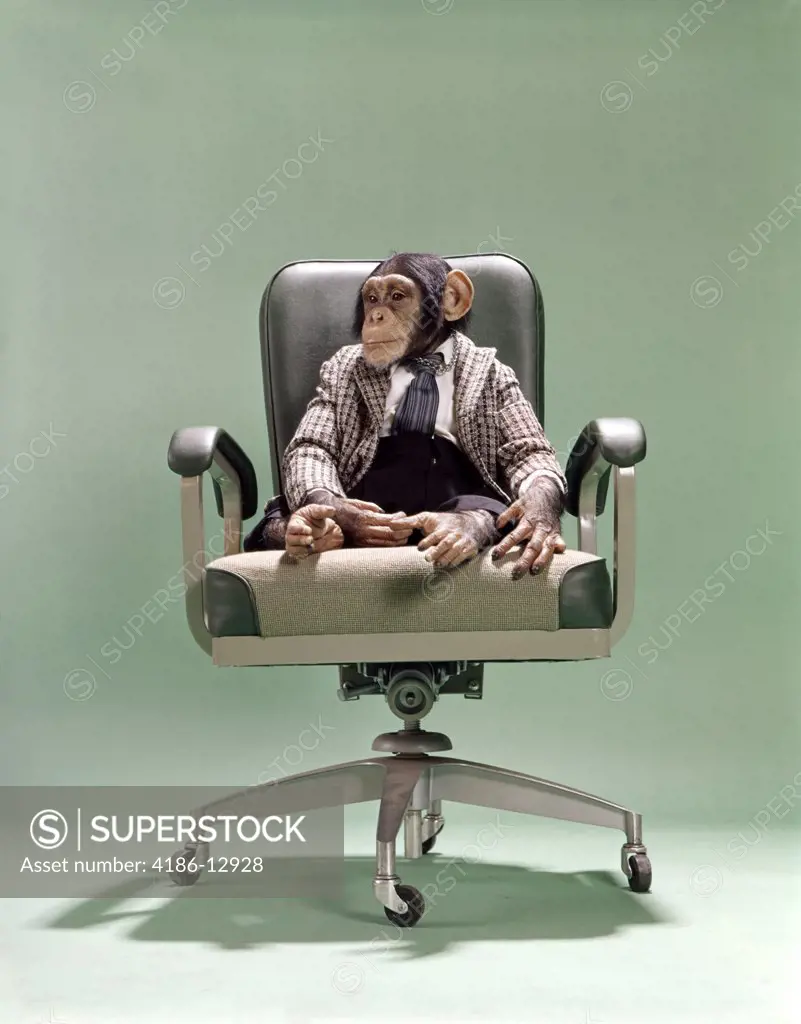1970S Businessman Chimpanzee Sitting In Office Chair Wearing Pants Sports Jacket White Shirt And Necktie