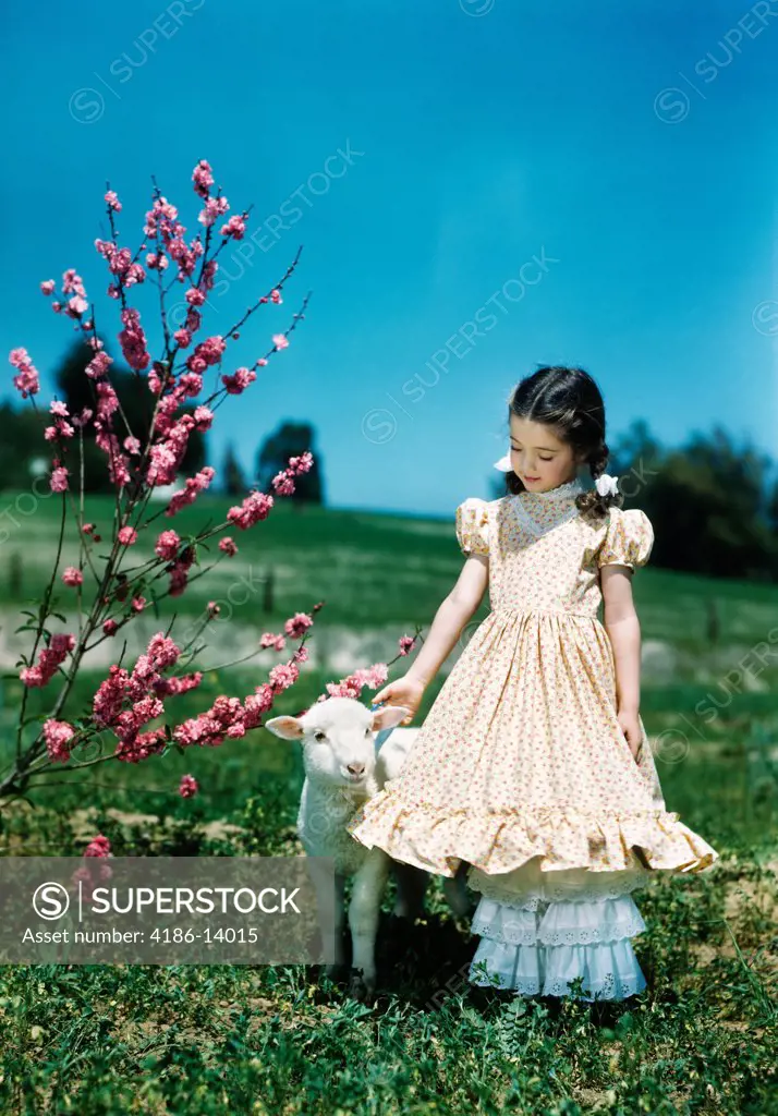 1950S Girl Wearing Ruffled Dress Petting Lamb By Tree Springtime Easter
