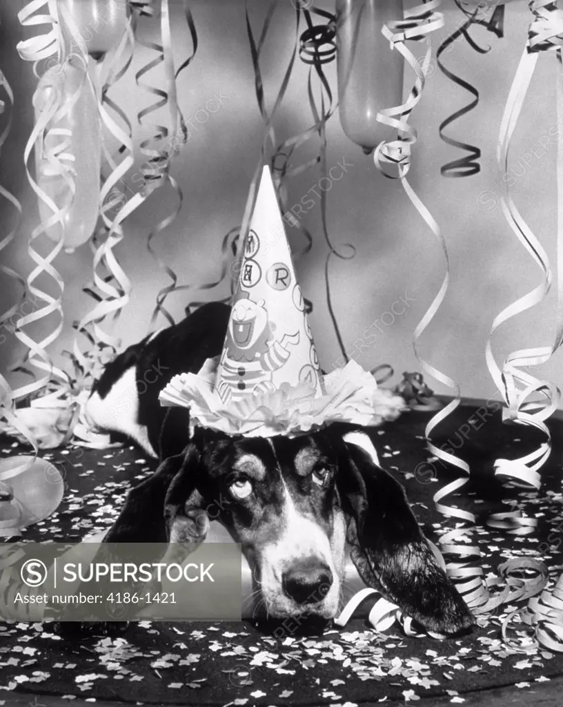 1950S Funny Basset Hound Wearing Party Hat Looking Tired Or Hung Over